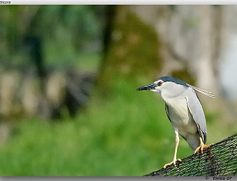 Animali 074